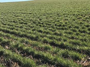 DSV Efterafgrødegræsbl., 10 kg